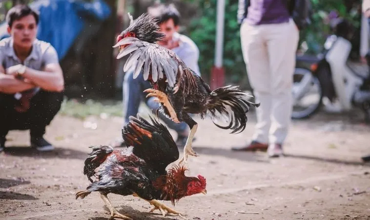 Trải nghiệm chơi cá cược đá gà kịch tính tại nhà cái Gi8